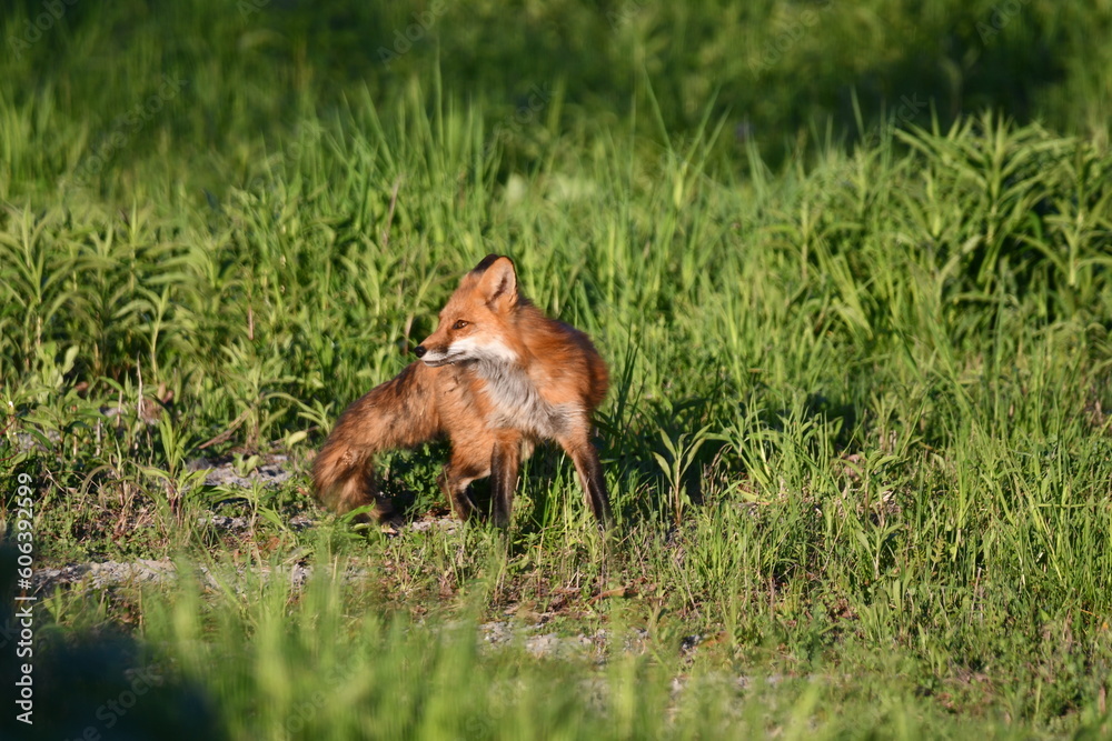 Adult American Red Fox keeping watch over cubs at entrance to den Adult American Red Fox keeping watch over cubs at entrance to den