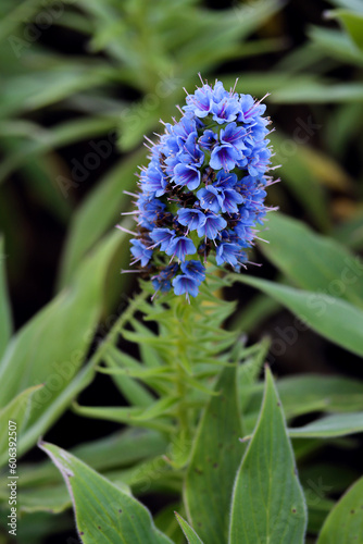 Gorgeous blue blossoms of the pride of Madeira flower. Echium Candicans Pride of Madeira blue flower spike in a garden with a natural green background. Close up of a blue flower of Echium hierrense photo