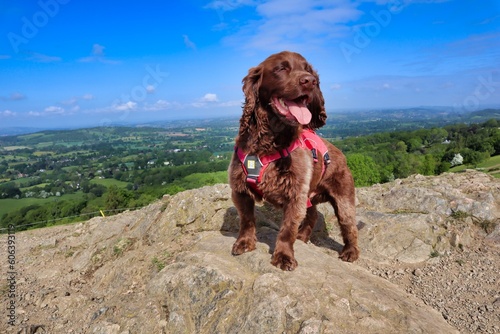 tongue out happy brown working cocker spaniel walking hiking malvern hills herefordshire countryside sunny day