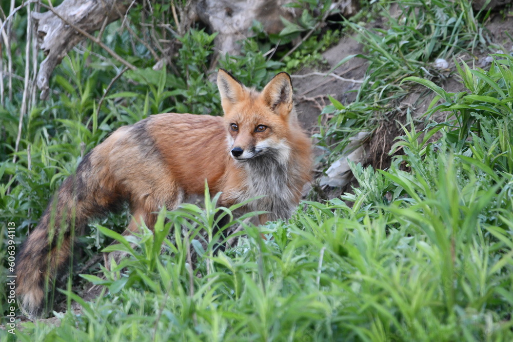 Adult American Red Fox keeping watch over cubs at entrance to den Adult American Red Fox keeping watch over cubs at entrance to den