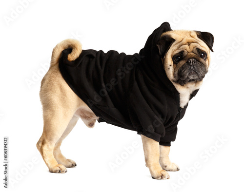 Purebred cute dog pug in stylish clothes on a white background.