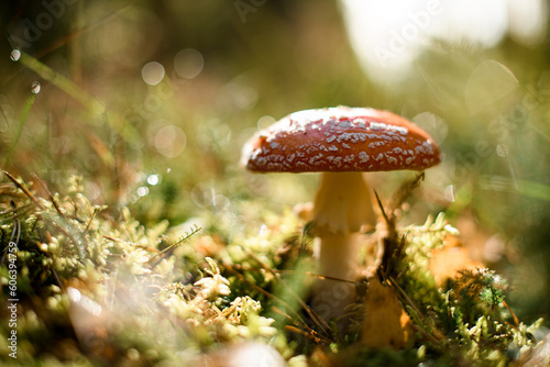 Closeup view on wild poisonous amanita muscaria mushroom growing in autumn forest