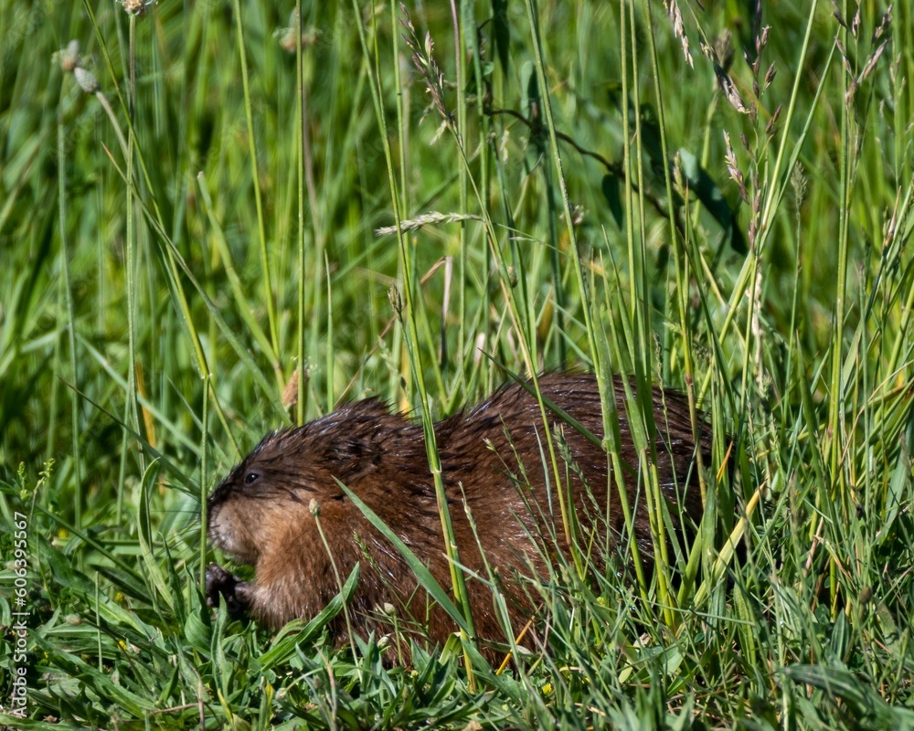 Closeup shot of a muskrat on a greenfield Closeup shot of a muskrat on a greenfield