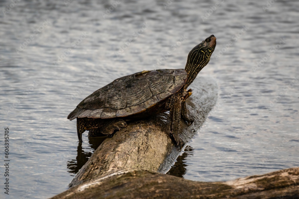 Fototapeta premium Turtle on a log on a lake