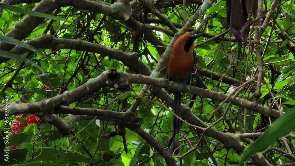 steady shot of a broad-billed motmot sitting on a tree branch with heavy leafs in the foreground steady shot of a broad-billed motmot sitting on a tree branch with heavy leafs in the foreground
