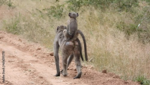 Wild African baboon mother carry baby on her back photo