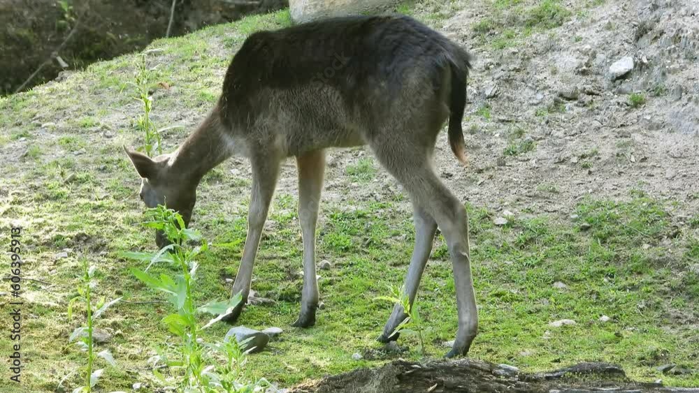 Watching a Baby Deer Fawn in the Grass. Static Shot Watching a Baby Deer Fawn in the Grass. Static Shot