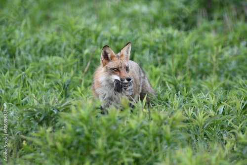 Red fox hunting on the edge of an agriculture field with a rodent in its mouth	