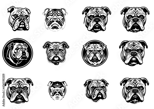 bulldog