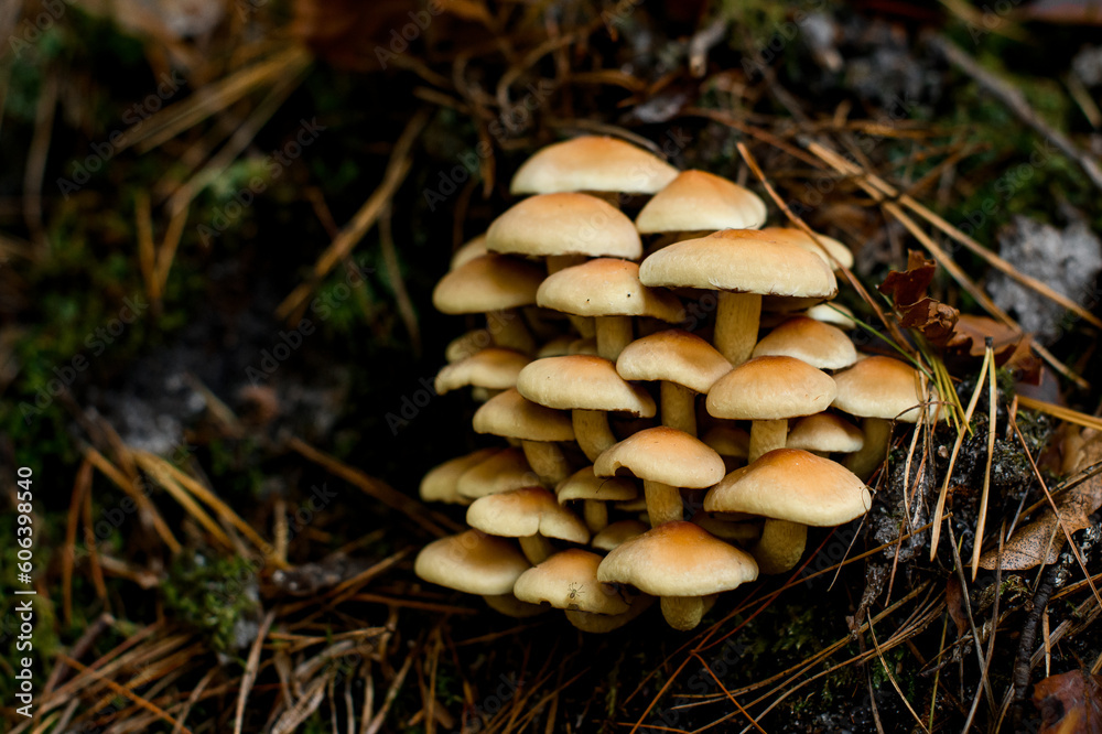 Selective focus of wild mushrooms growing on tree stump with green moss Selective focus of wild mushrooms growing on tree stump with green moss