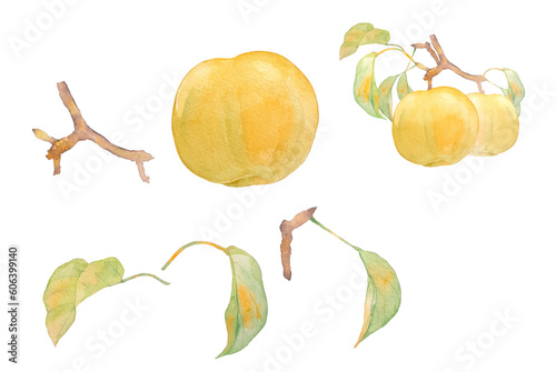 水彩で描いた美味しそうな梨と葉っぱのイラスト素材セット
