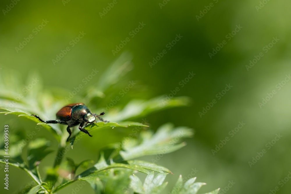 Naklejka premium Shiny Japanese beetle crawling around on a parsley plant