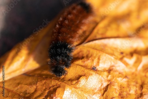 Closeup shot of the brown and black caterpillar crawling on a fallen, dry leaf