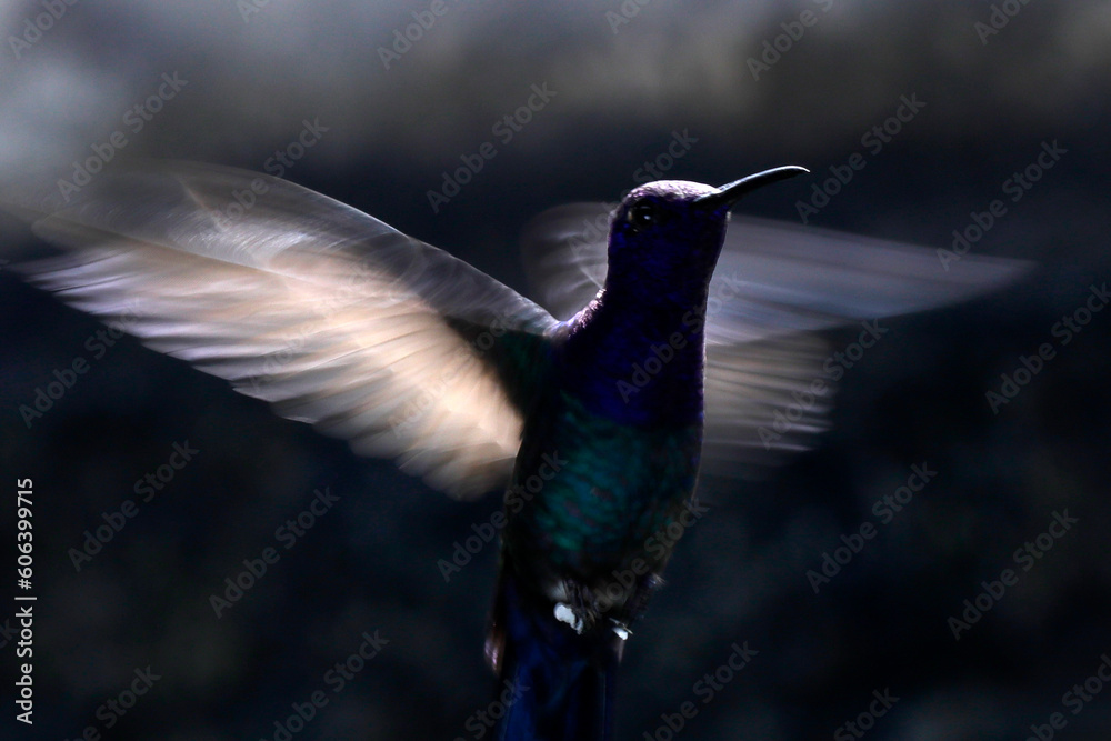 Fototapeta premium hummingbird in flight