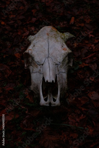 Vertical shot of a mysterious skull on the weathered leaves in the forest