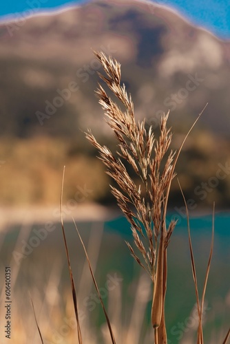 Vertical shot of the weathered grass on the background of the Tsivlos Lake and a hill