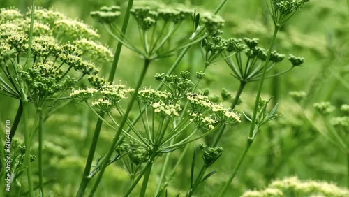Blooming fennel or dill in the vegetable garden. Dill umbrellas in summertime. Dill is aromatic herb. Rural area. Beautiful green abstract nature background. Close-up, slow motion, selective focus photo