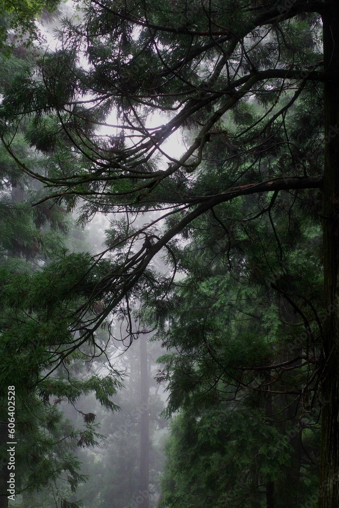 Obraz premium Green trees in a foggy forest