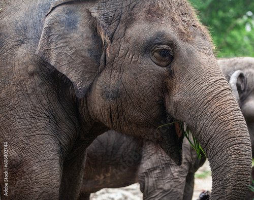 A majestic Asian elephant, embodying grace and strength, awaits tourists with its wise eyes and powerful presence in the zoo.