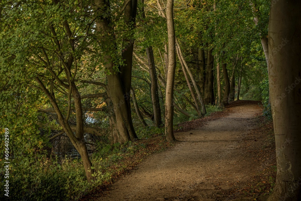 Low-angle view of a beautiful forest on a sunny day