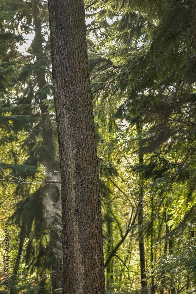 Vertical shot of a tall thick tree trunk growing in a forest Vertical shot of a tall thick tree trunk growing in a forest