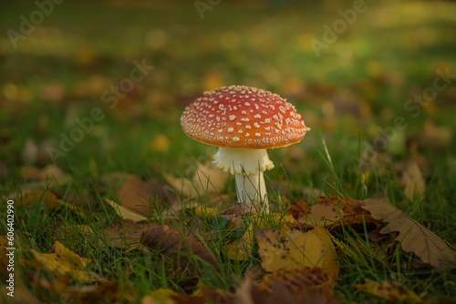 Closeup shot of a red spotted agaric fungus growing on a forest floor