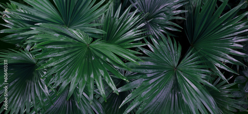 Sugar palm leaf color tone dark in the morning. Tropical Plant and nature concept.