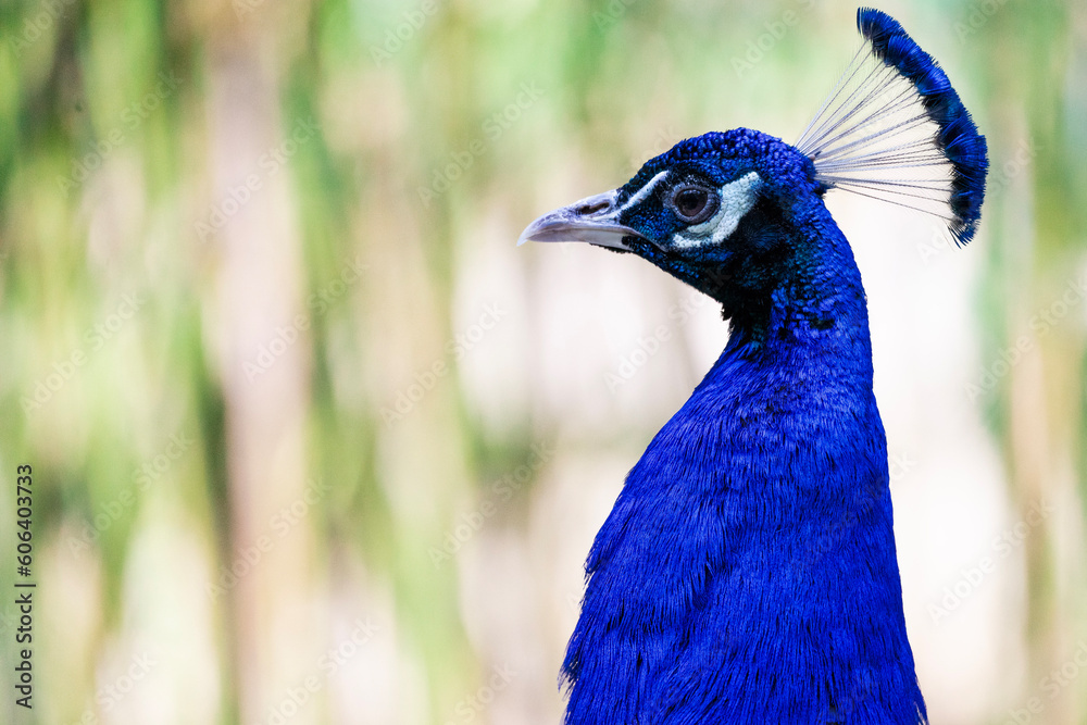 close up of peacock