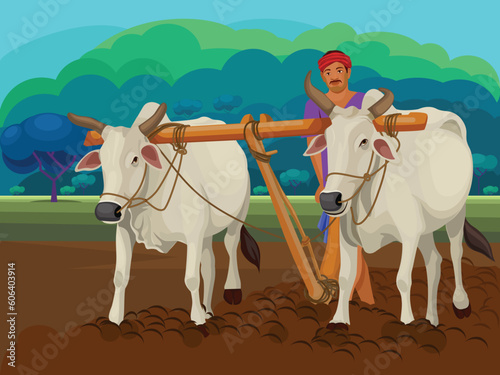 Traditional Indian farmer plows a paddy field with oxen