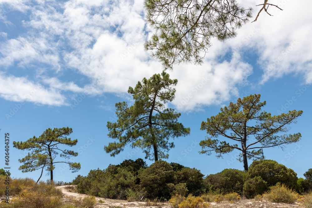 Obraz premium Sado Estuary Natural Reserve in Comporta in Portugal with green trees and a cloudy sky