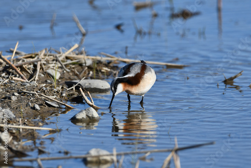 Canvas Print Wilson's Phalarope sandpiper in colorful breeding plumage wades in a flooded agr