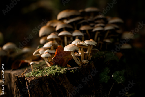 Close-up view of group of small Hypholoma capnoides mushrooms growing on dtree stump
