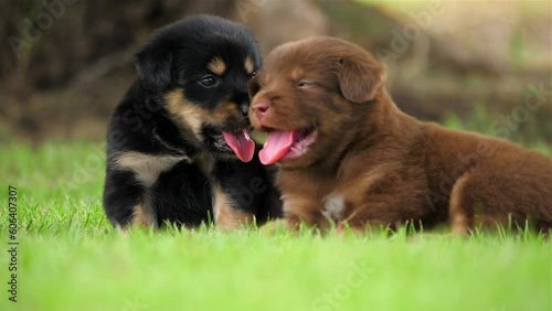 Rottweiler puppies, cute small dogs are playing with each other on grass outside, Rottweilers are naturally protective and can fit in well with family life if well trained and kept occupied. photo