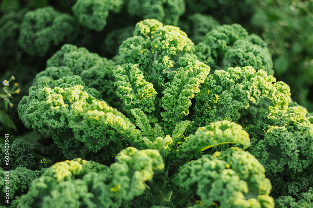 KALE green cabbage cultivation on a farm for business, in the fields, care