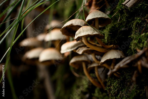 Close-up view of poisonous mushroom Hypholoma fasciculare grows in autumn forest between dry leaves photo