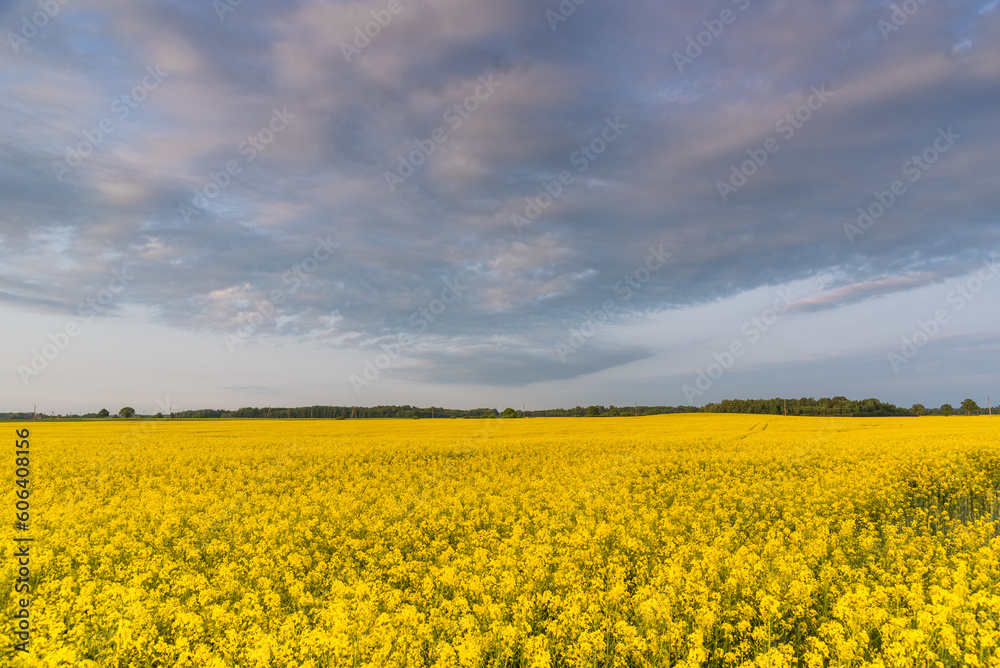 Rapeseed field and cloudy sky at spring in Latvia.