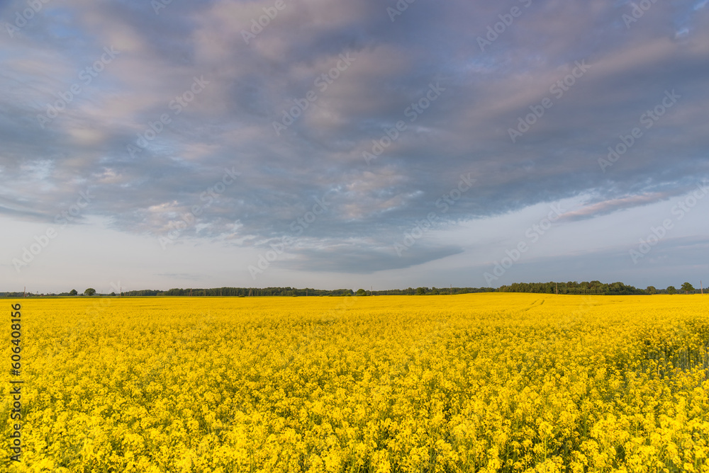 Rapeseed field and cloudy sky at spring in Latvia. Rapeseed field and cloudy sky at spring in Latvia.