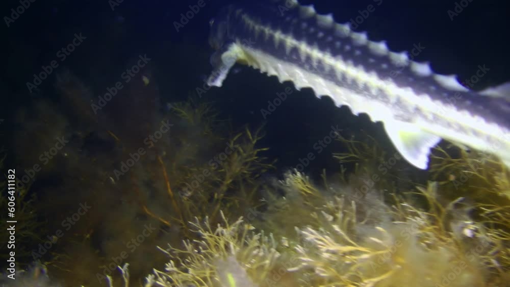 Russian sturgeon or Azov-Black sea sturgeon (Acipenser gueldenstaedtii ...