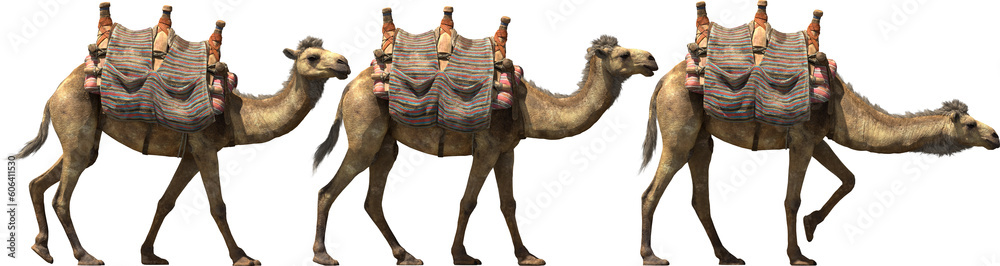Fotografie camel walk caravan desert aminal