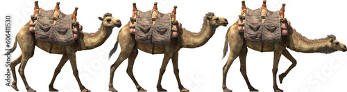 camel walk caravan desert aminal photo