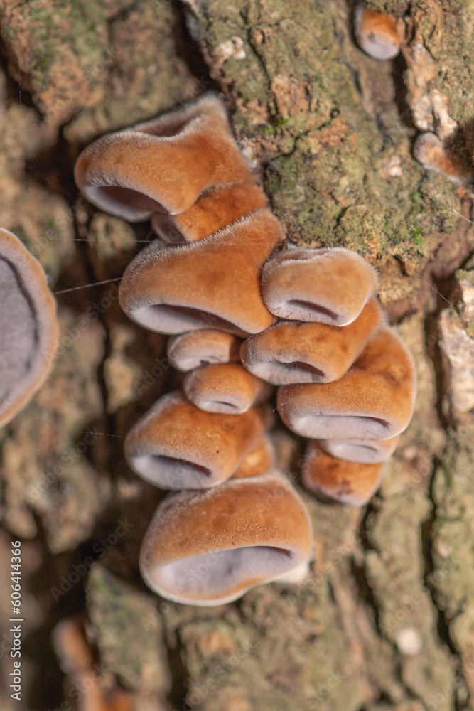the brown and hairy funnel shapes of the young jelly ear fungus. the brown and hairy funnel shapes of the young jelly ear fungus.