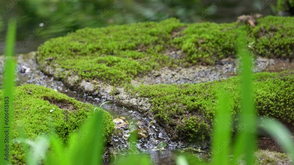 little stream little stream