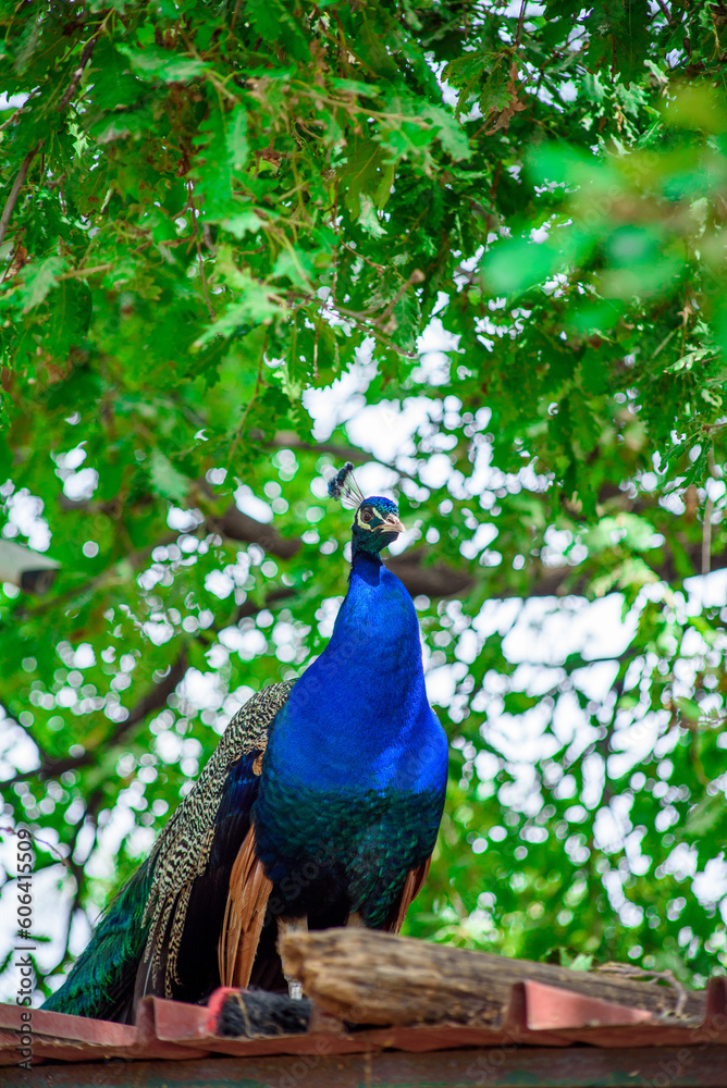 Fototapeta premium Peacock