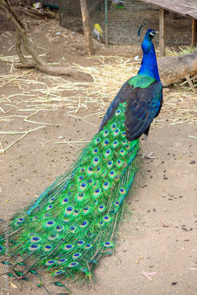 Obraz premium Peacock