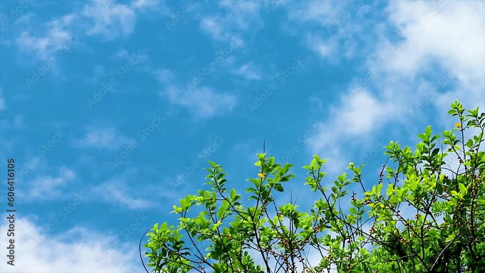Low-angle shot of the tree branches against a clouded blue sky Low-angle shot of the tree branches against a clouded blue sky