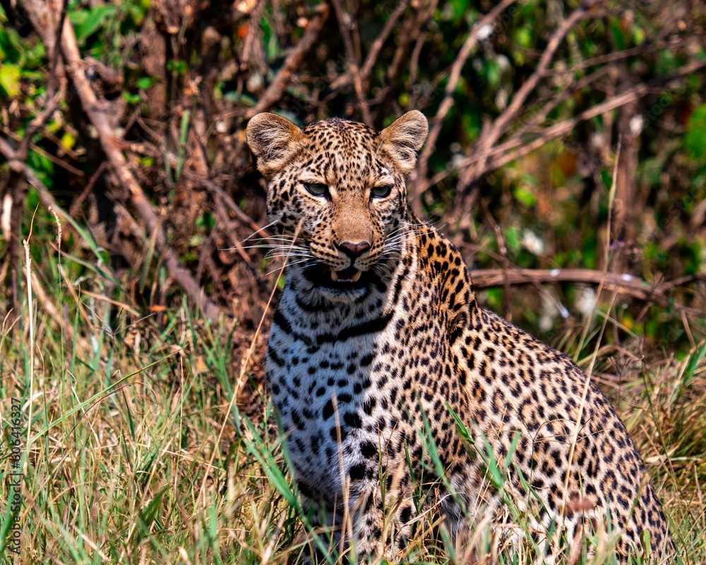 African leopard in Maasai Mara National Reserve in Kenya African leopard in Maasai Mara National Reserve in Kenya