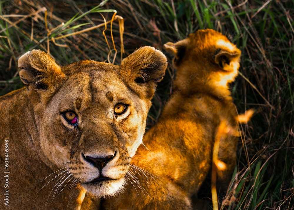 Fototapeta premium High angle shot of a mother lion lying on the grass next to its cub in the daylight