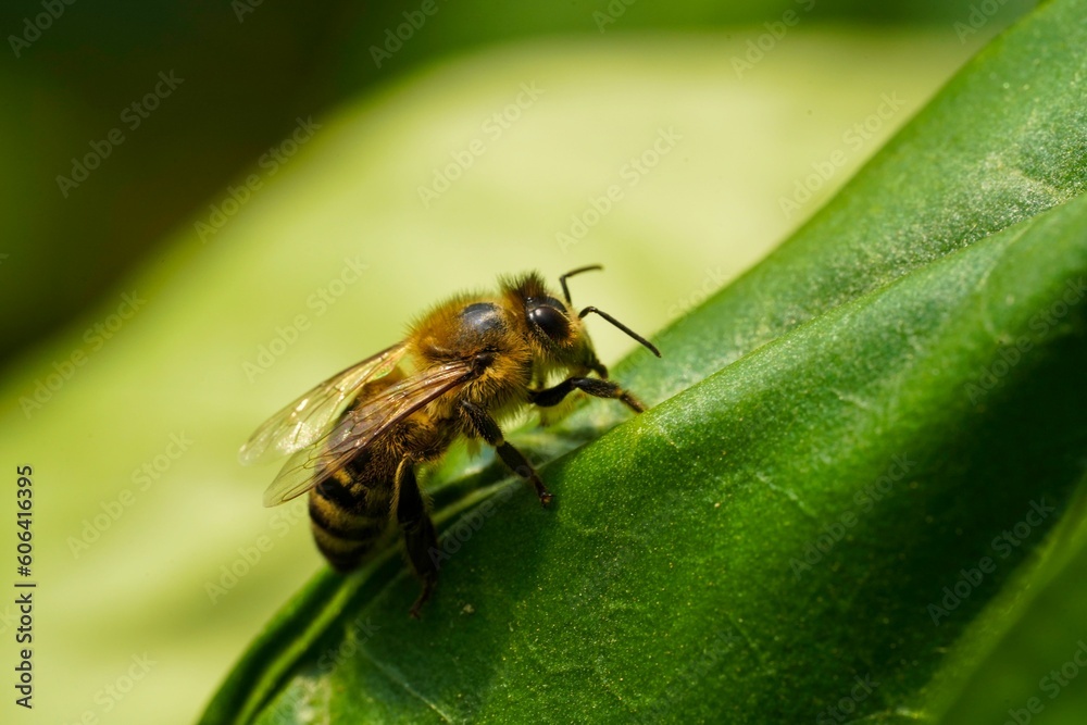 Closeup shot of a bee standing on a large green leaf in a garden Closeup shot of a bee standing on a large green leaf in a garden