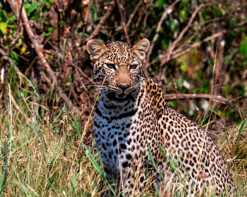 African leopard in Maasai Mara National Reserve in Kenya