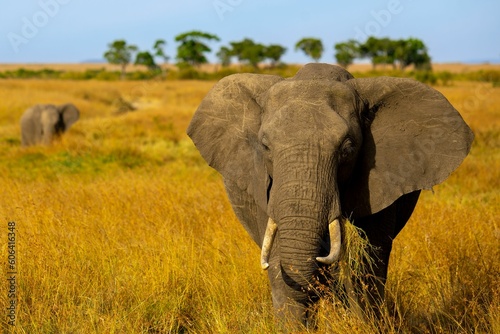 Photography Closeup shot of an African bush elephant walking around at the golden field in t